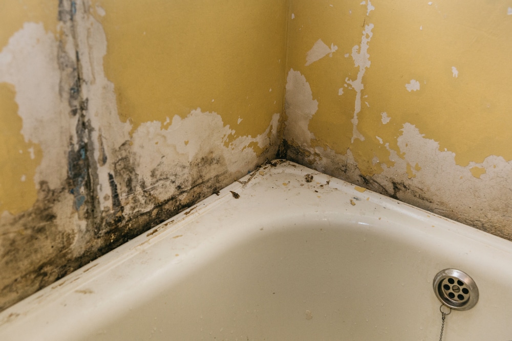 The,Old,Wall,In,The,Bathroom,Is,Covered,With,Mold