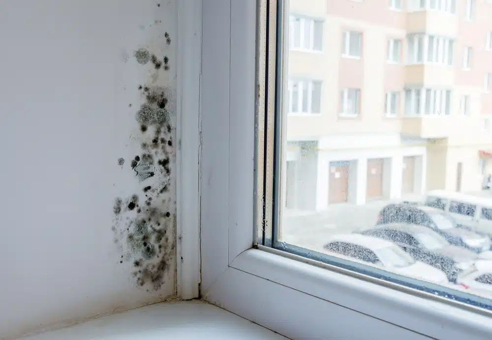 Black,Mould,And,Fungus,On,Wall,Near,Window.,The,Problem