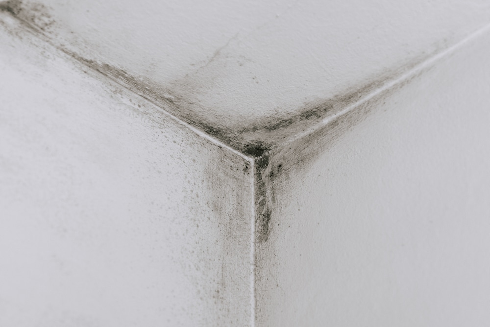 Get Rid of Mould in Every Corner of Your Home​