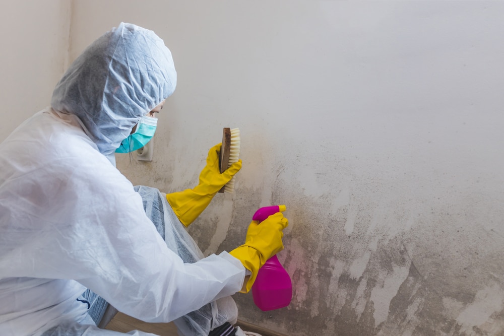 Female,Worker,Of,Cleaning,Service,Removes,The,Mold,Using,Antimicrobial