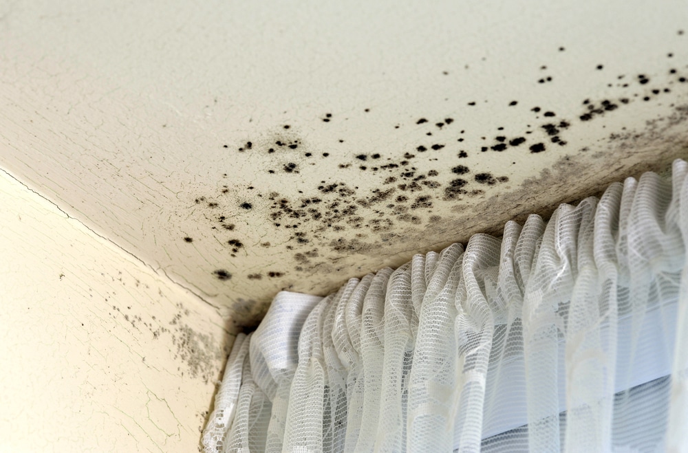 mould on ceiling