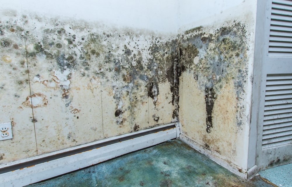 What Are Signs of Mould Exposure