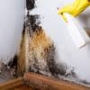 Is Vinegar or Bleach Better for Killing Mould