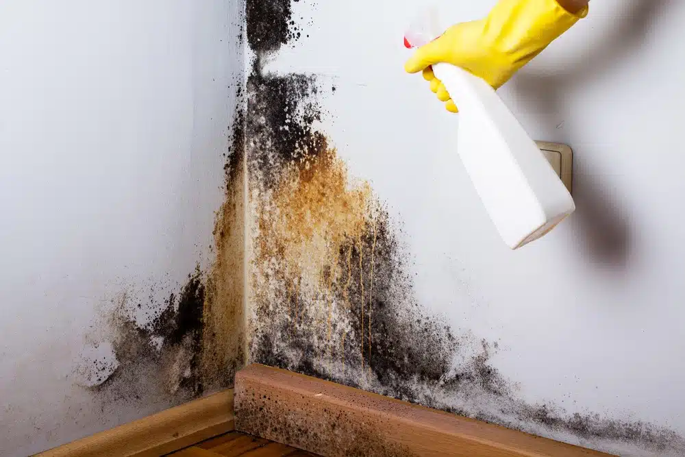 Is Vinegar or Bleach Better for Killing Mould