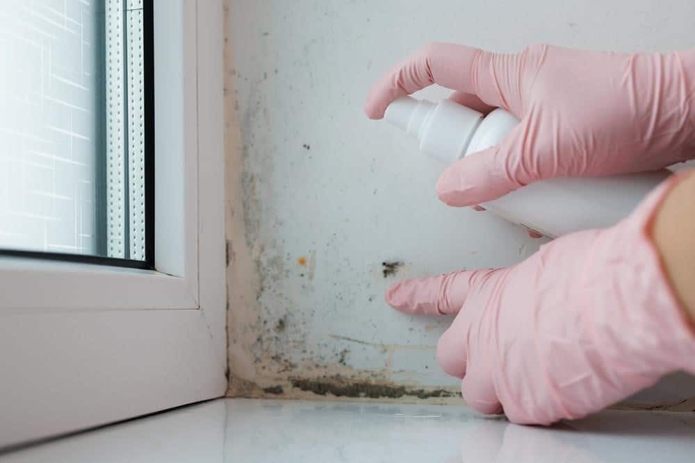 What to Do if Mould Keeps Coming Back