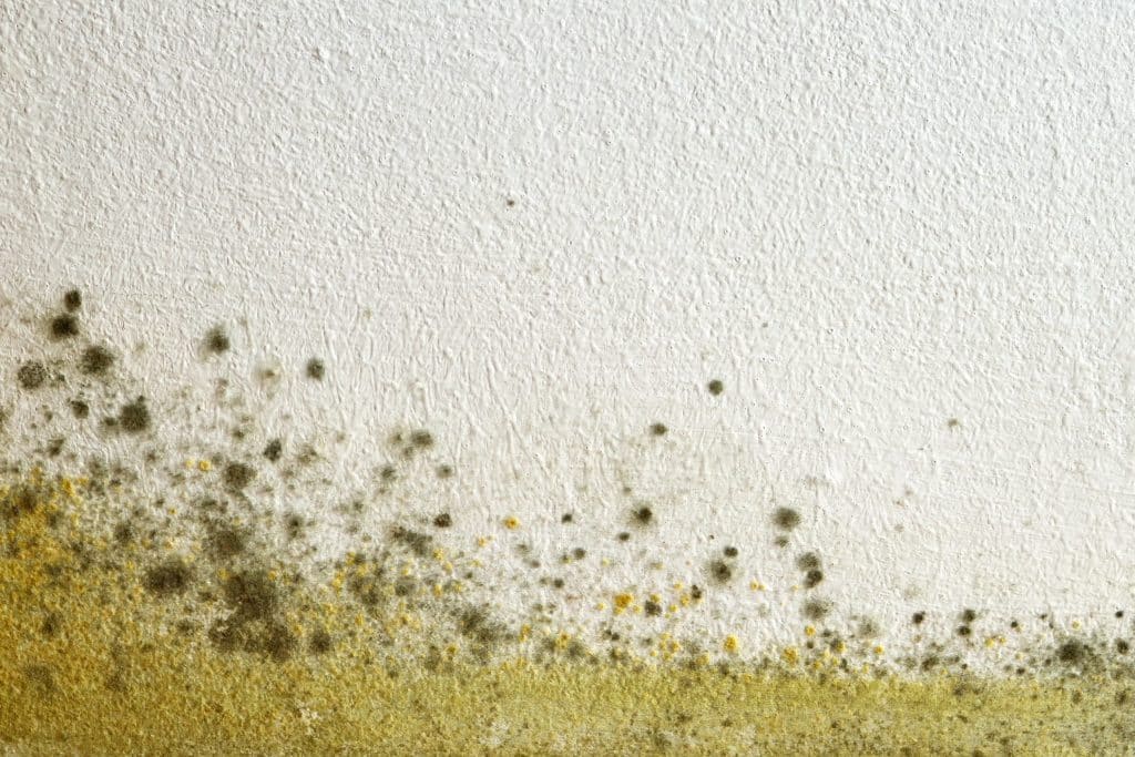 Mould growth on wall