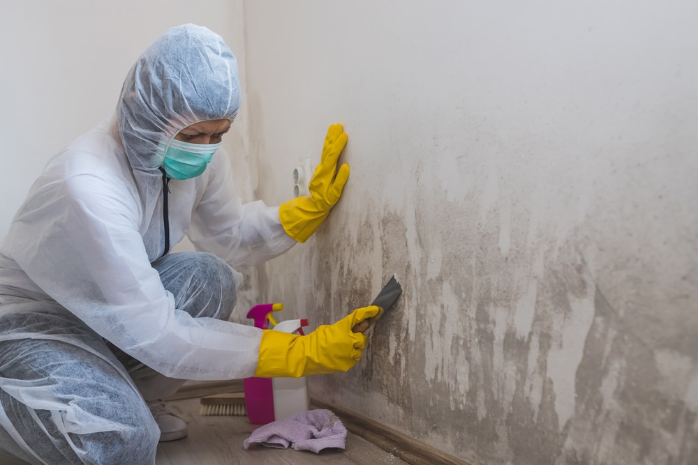 Where to buy mould solutions