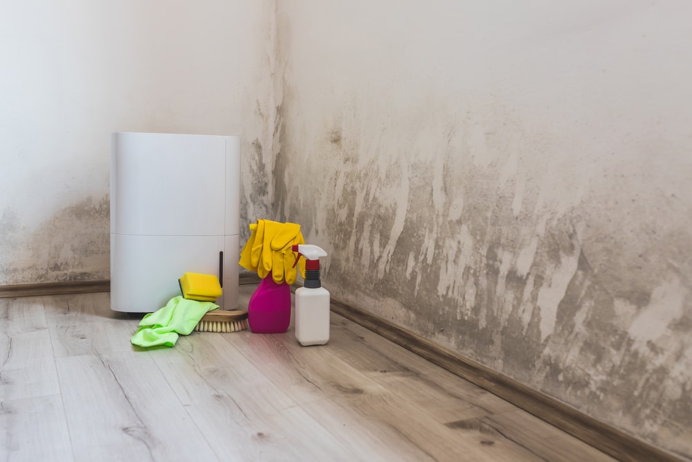 Is It Ok to Be in a Room With Mould?