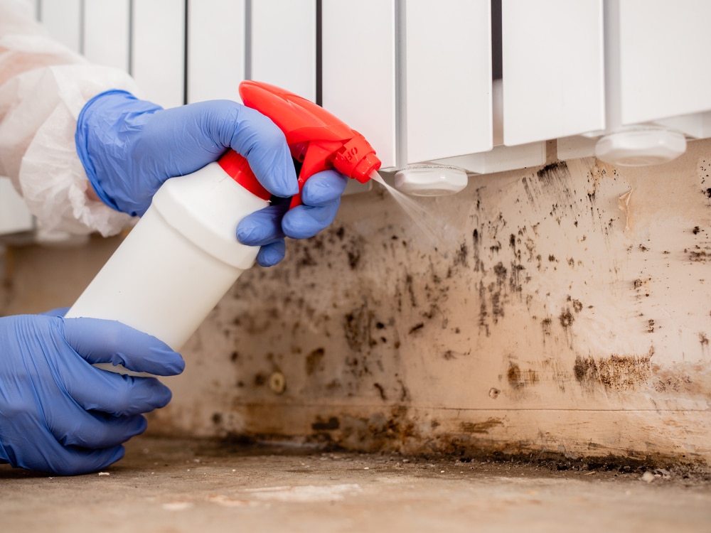 How Can I Control Mould in My House?