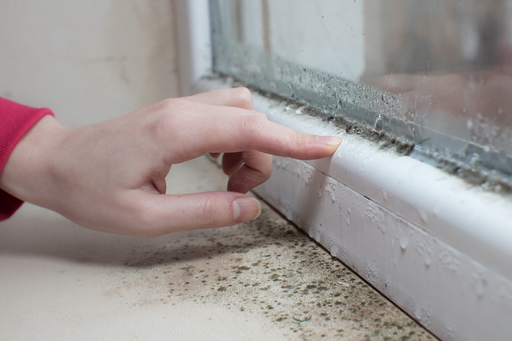 What is the cause of mould?