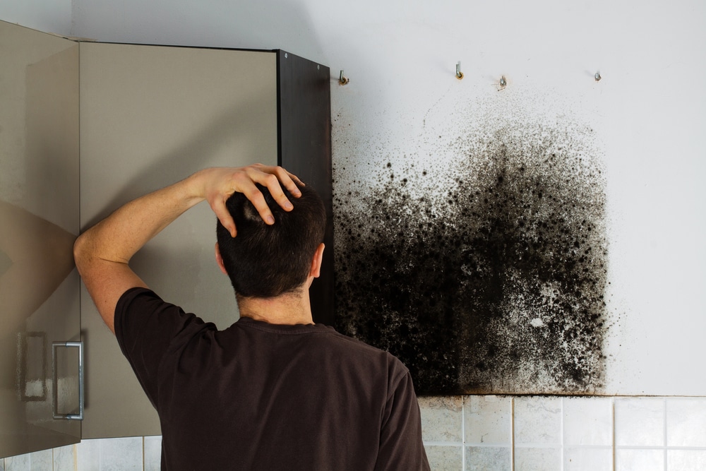 Do Dehumidifiers Stop Mould?