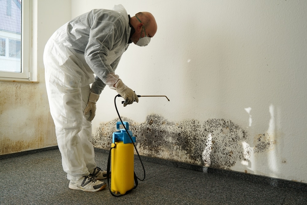 What Kills Wall Mould?