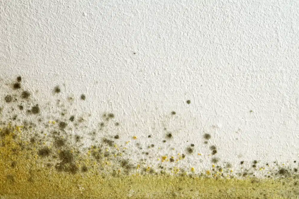 Symptoms of mould exposure