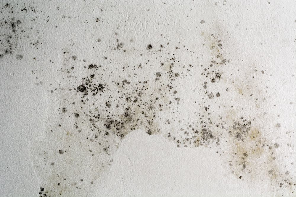 How long can I stay in a room with mould