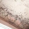 Are Damp and Mould the Same Thing