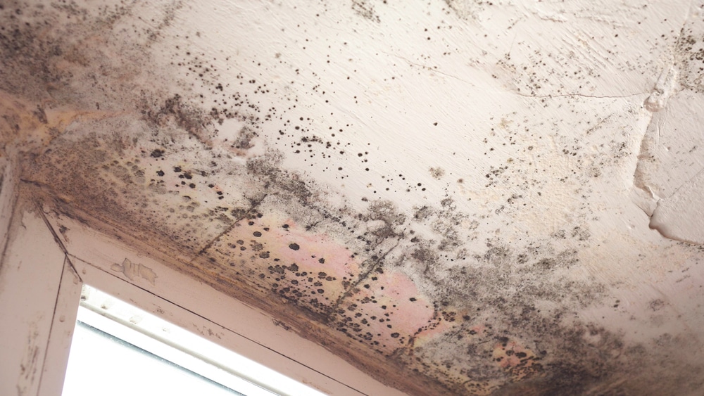 Are Damp and Mould the Same Thing