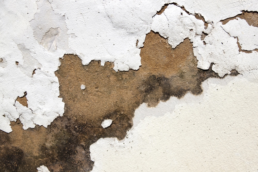 Is There a Paint That Prevents Mould?