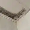 How to Clean Mould off Walls