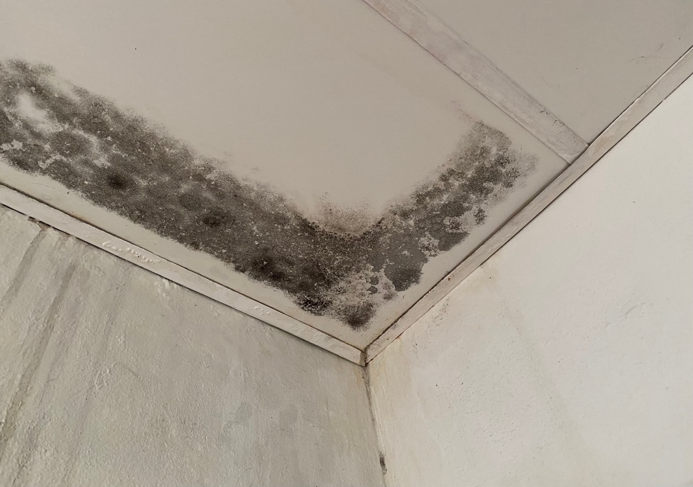 How to Clean Mould off Walls