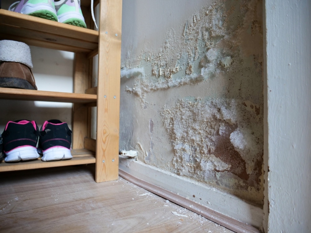 Remove mould today