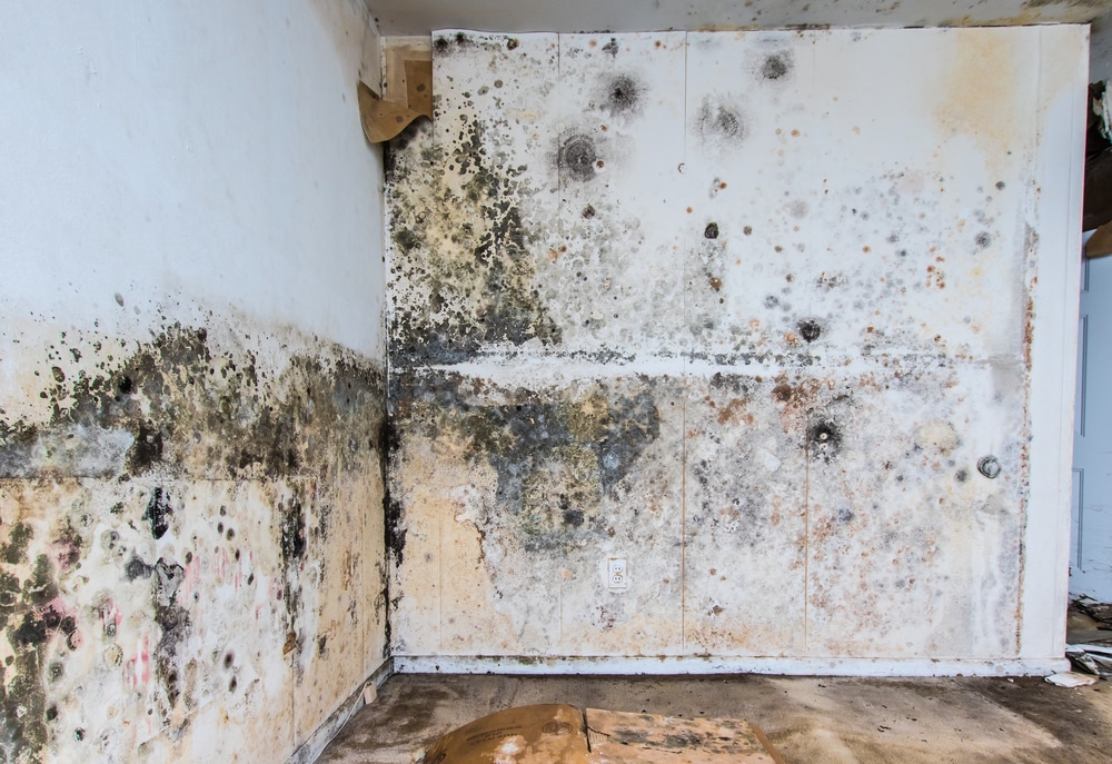 The best way to eradicate mould