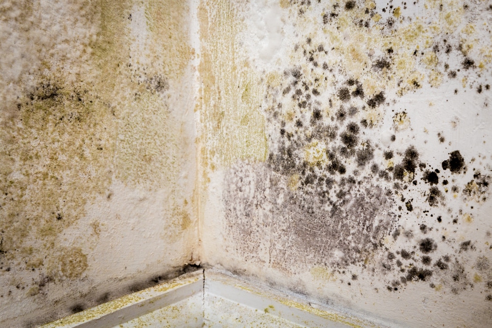 Is mould sickness real?