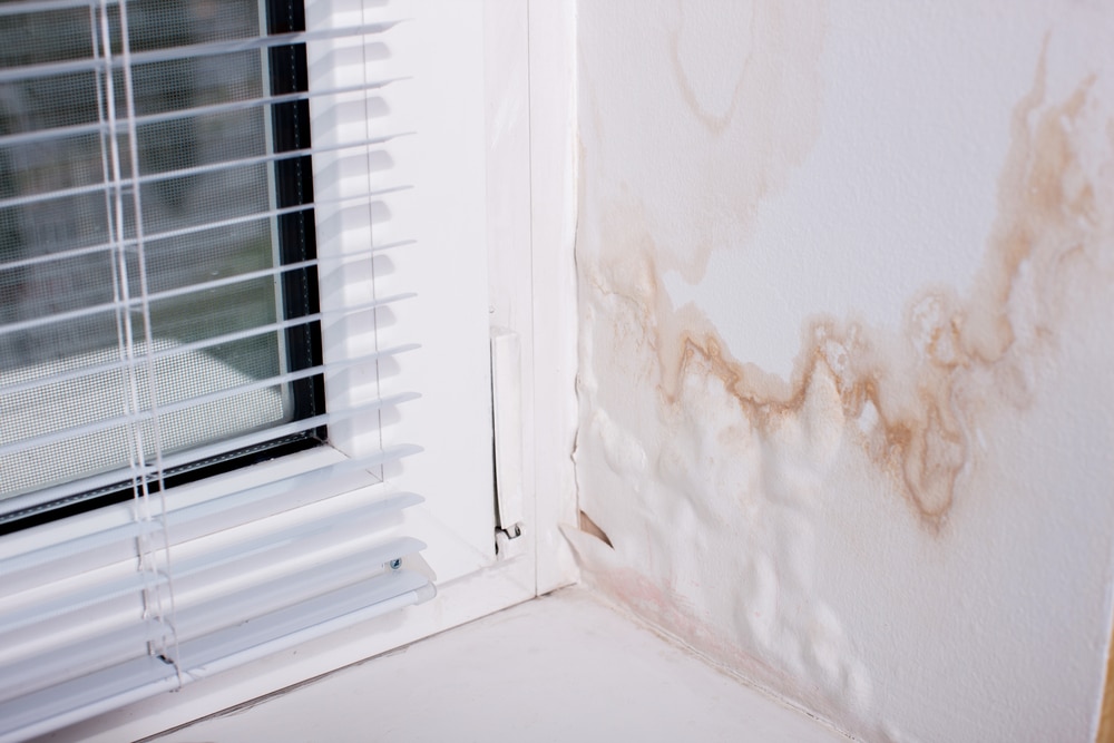 Are damp and mould the same thing?