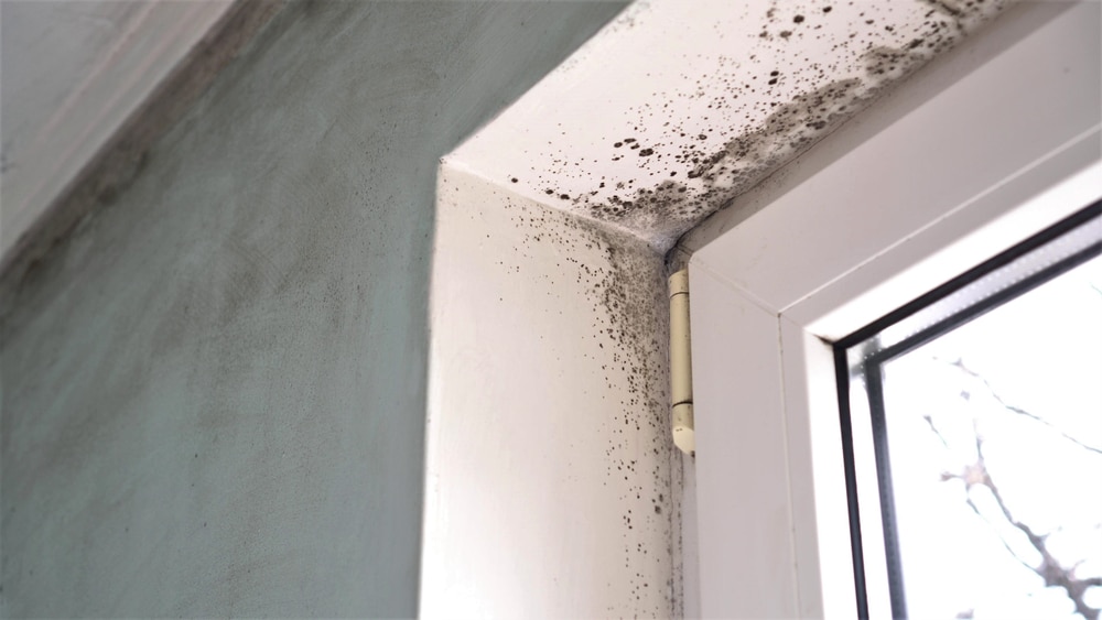 Can PIV units get rid of mould?