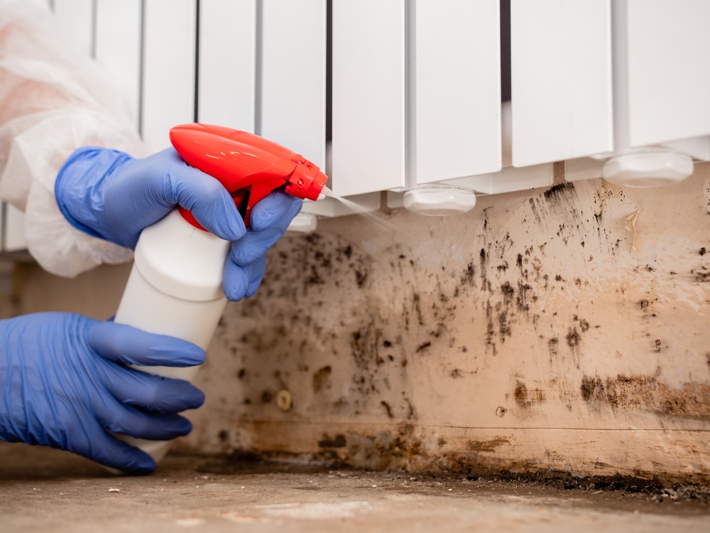 The dangers of mould