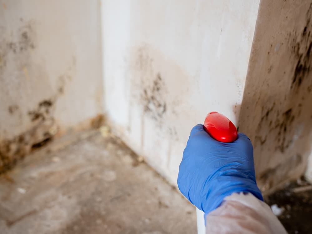 How to control mould in house