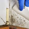 How to Control Mould in House