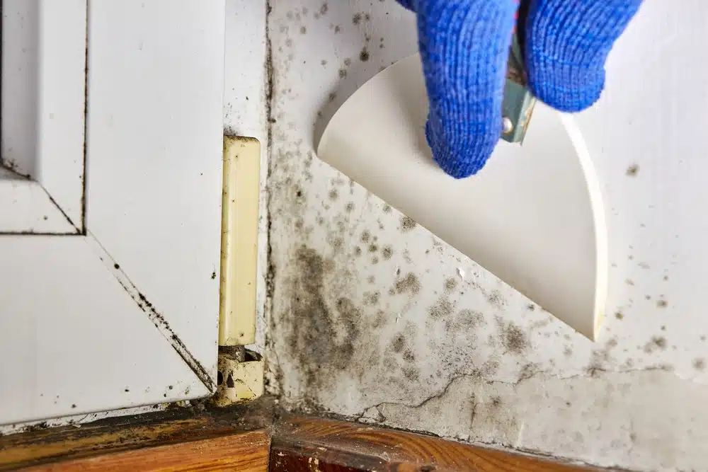 How to Control Mould in House