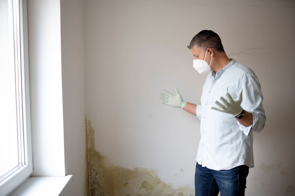 Does MVHR help mould removal?