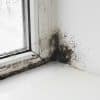 How to Get Rid of Black Mould