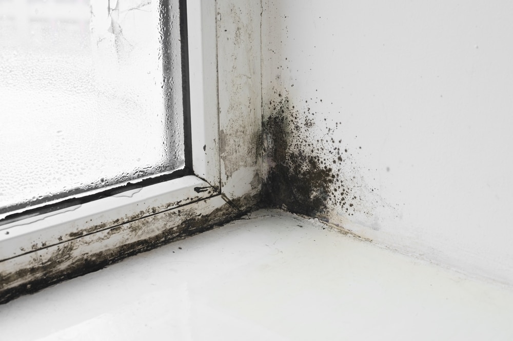 How to Get Rid of Black Mould