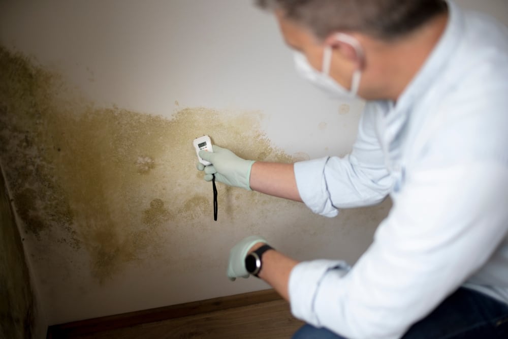 Combat mould in your home today