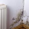 Can mould kill you?