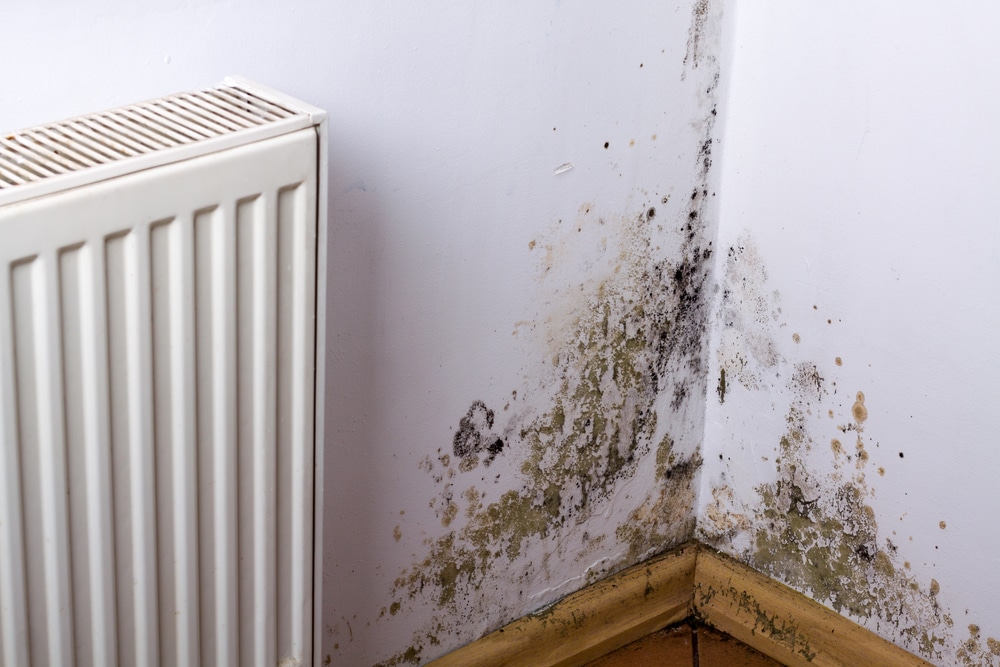 Can mould kill you?