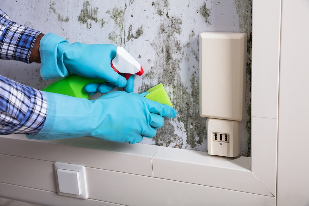 Remove mould in your house today