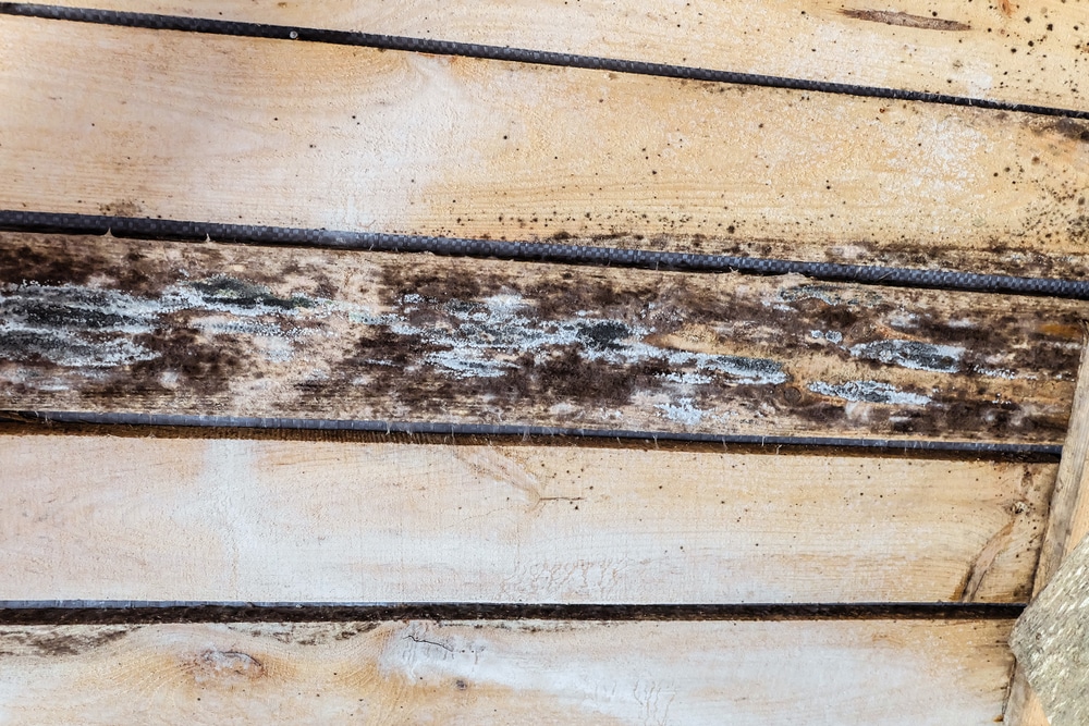 How to treat mould in loft UK