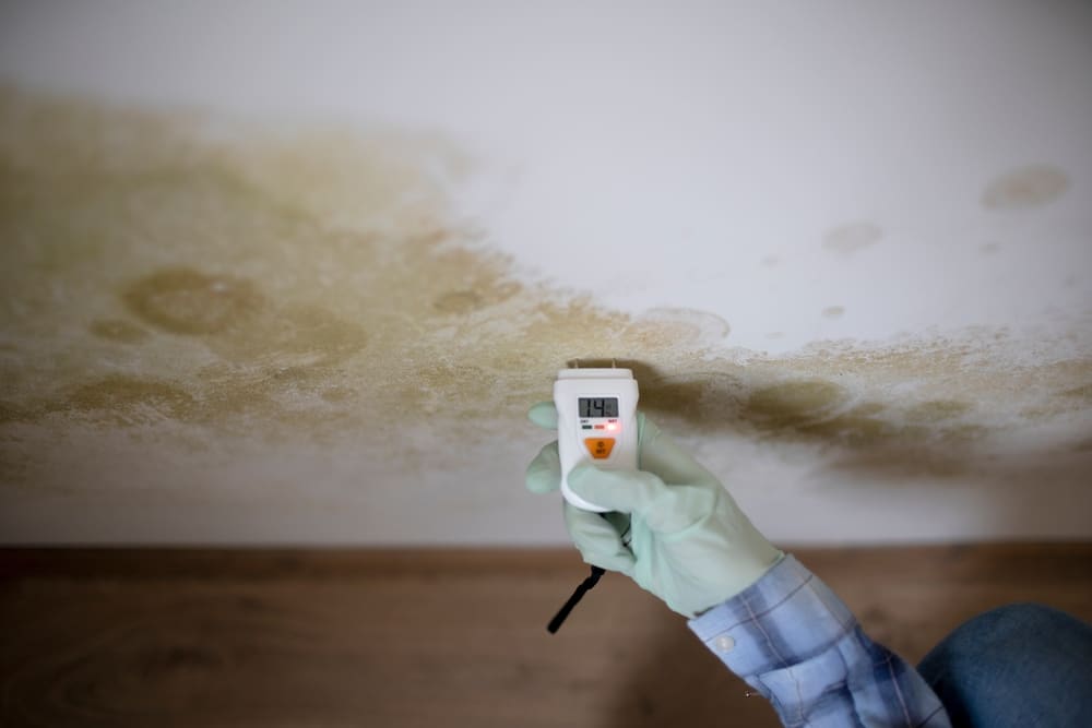 Remove mould today