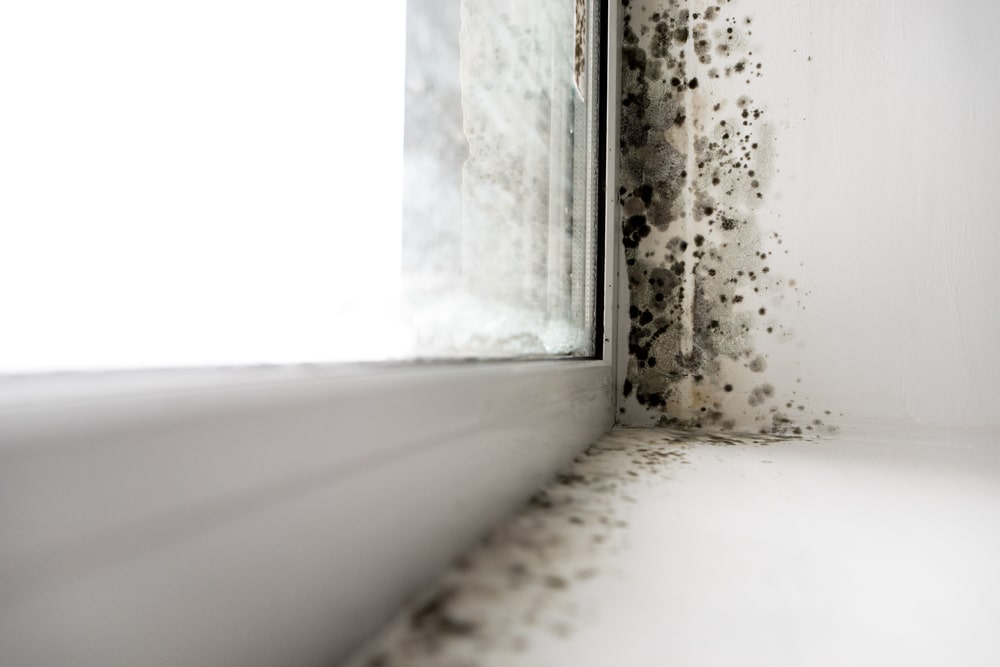 Does a kitchen extractor fan kill mould?