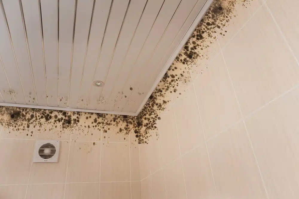 Are bathrooms the easiest place for mould to grow?