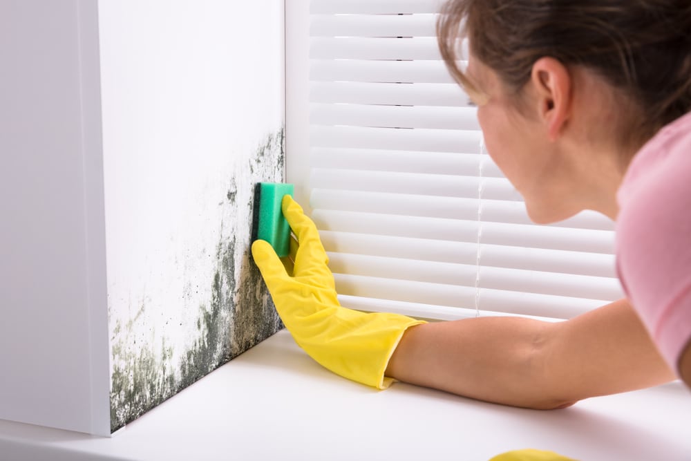 How to get rid of mould