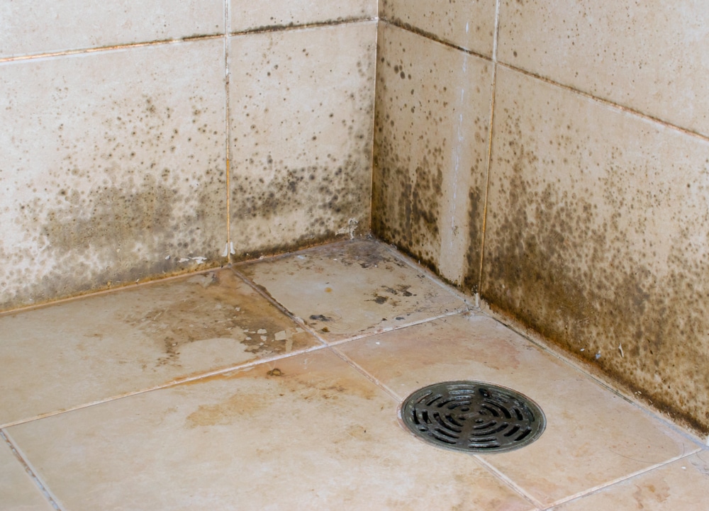 How to get rid of mould in bathrooms