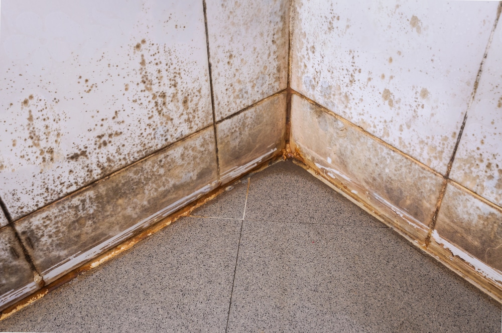 Why do bathrooms get mould easily?