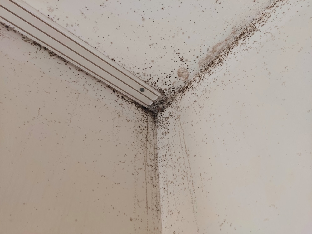 Stay protected from mould