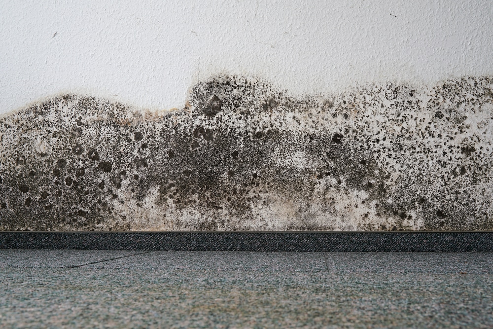 How can mould be formed in a home?