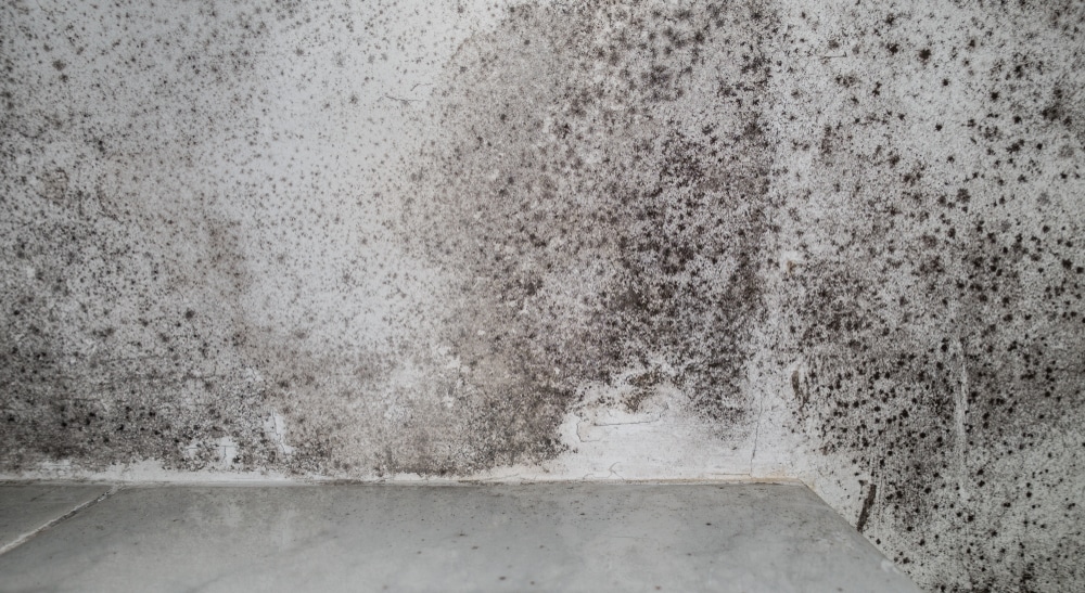 Eliminate black mould from your home