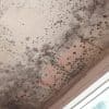 What Causes Black Mould